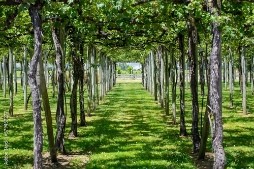 Scenic view of an alley of grape vines of trellis system in Blenheim, Marlborough, New Zealand photo