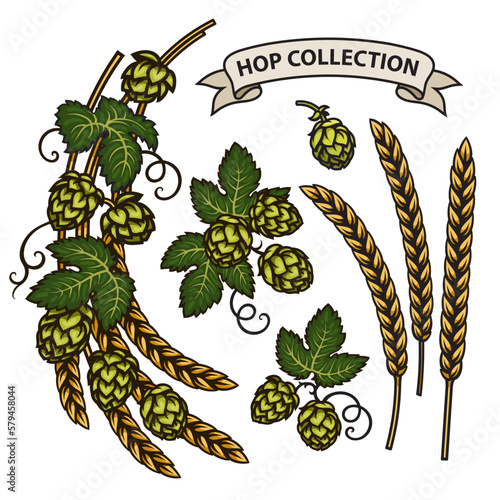 Branches of hops, ears of barley end ribbon banner. Hop cones with leaves. Hand drawn vector illustration isolated on white background.