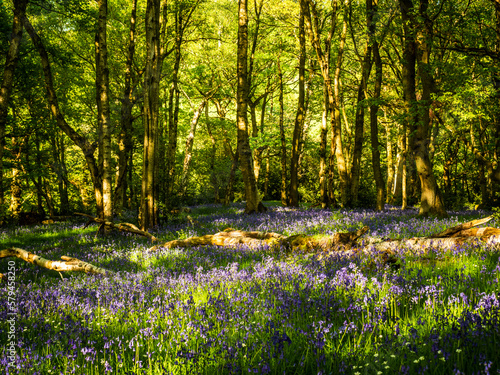 A Spring morning in an English woodland and a path winds its way past a carpet of Bluebells