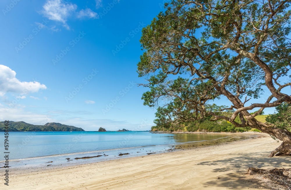 Landscape view with Wangaruru harbour with Pohutukawa tree