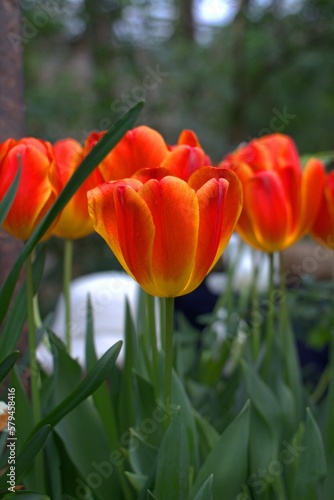 red and yellow tulips