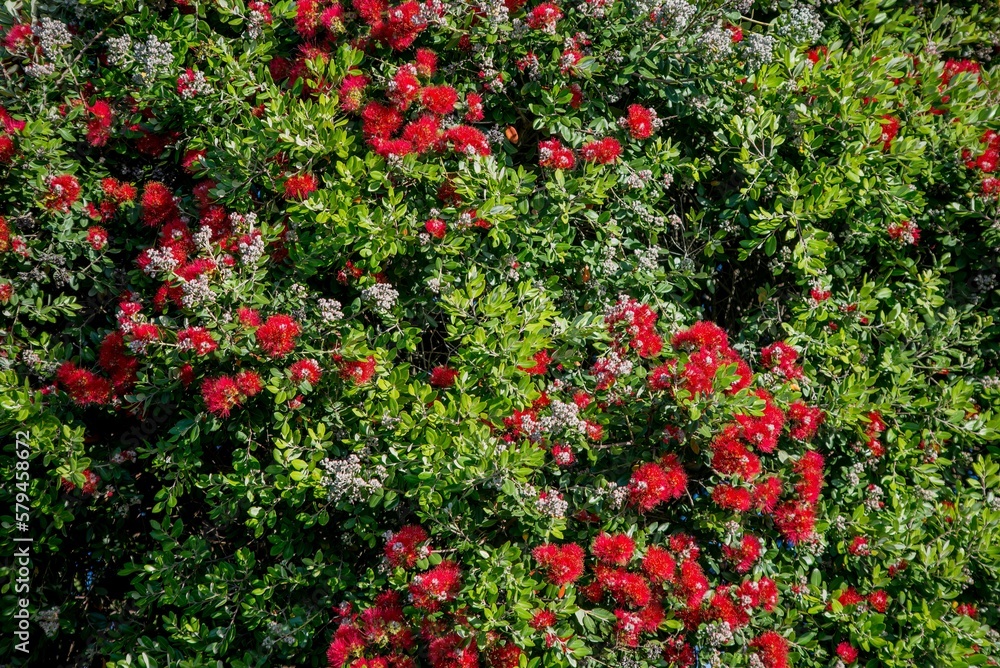Beautiful shot of Hedge red roses among green leaves best for background Beautiful shot of Hedge red roses among green leaves best for background