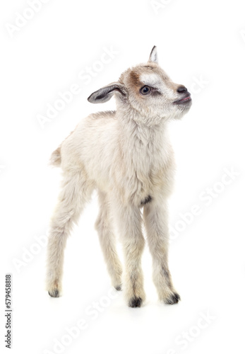 One white little goat.