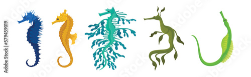 Colorful Seahorses as Swimming Underwater Creature Vector Set