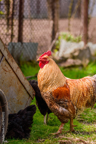 Vertical closeup shot of a Bielefelder Kennhuhn domestic chicken on the grass photo