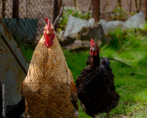 Closeup shot of two chickens of different species on the grass