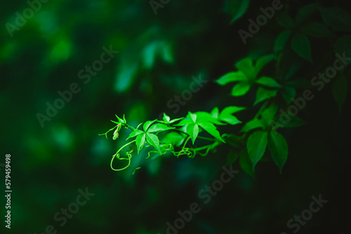 Beautiful green curly branches of young ivy grow in a dark tropical forest. Wild plants in nature.