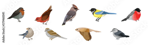 Birds as Warm-blooded Vertebrates or Aves with Feathers and Toothless Beaked Jaws Vector Set © Happypictures