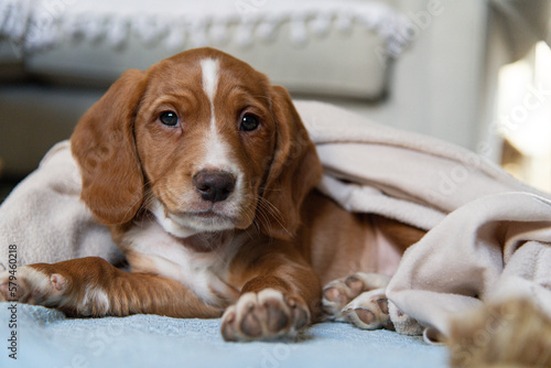 Collie cross cocker spaniel puppy
