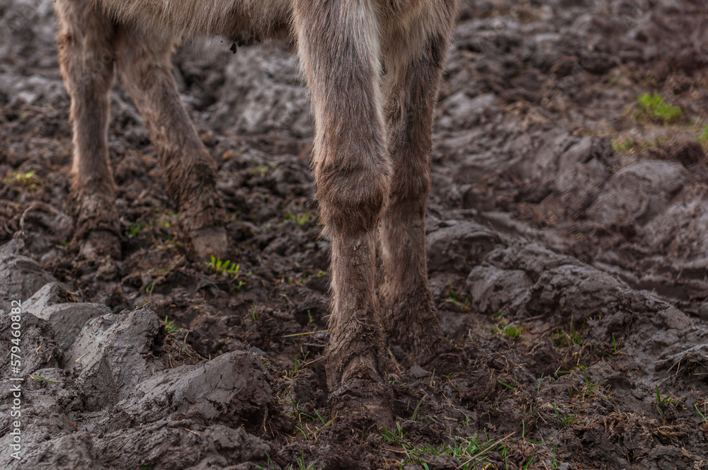 Fototapeta premium Legs of a brown donkey standing in a garden