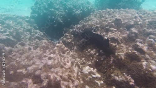 Wallpaper Mural Close-up of fishes swimming along coral reef in Maldives. Tropical seashore wildlife fauna concept Torontodigital.ca