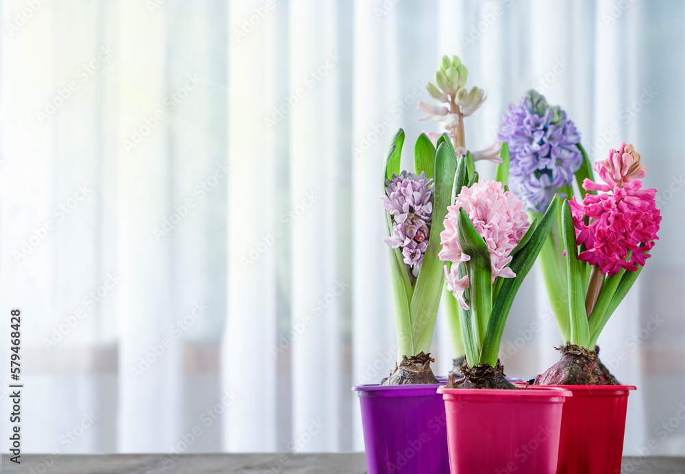Flowers of hyacinth indoor on white background with copy space. Springtime concept.