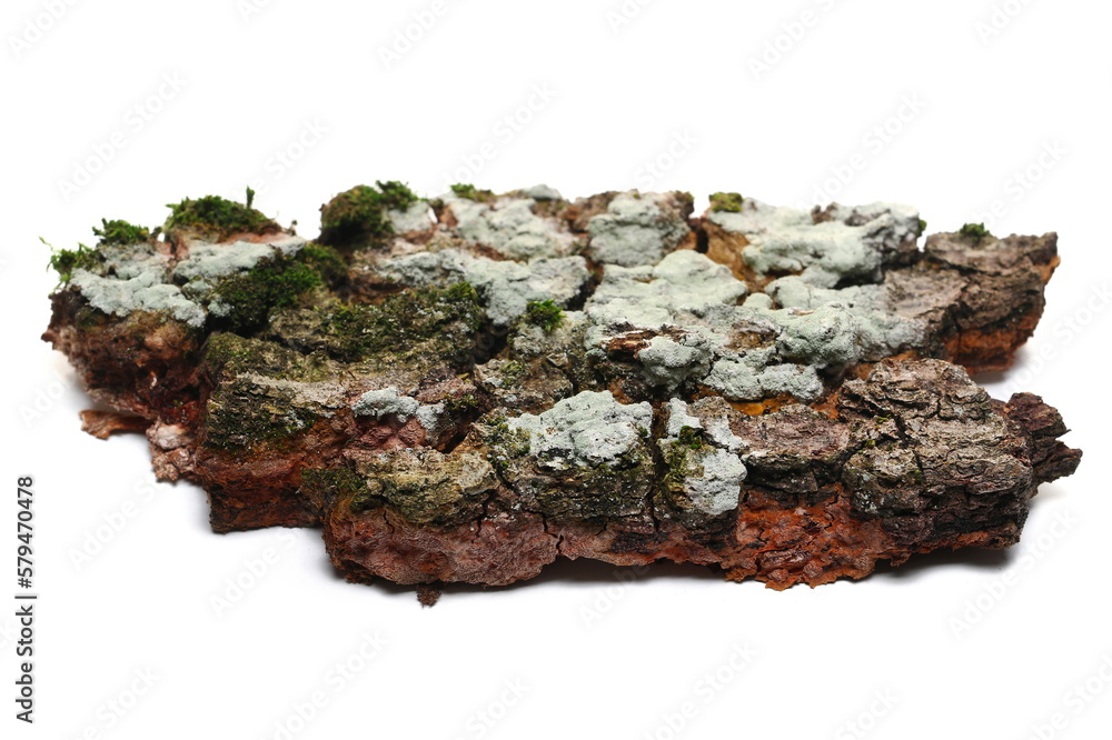 Colorful tree rotten oak bark with lichen, green moss and mushrooms isolated on white Colorful tree rotten oak bark with lichen, green moss and mushrooms isolated on white