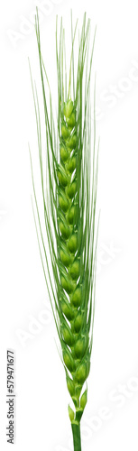 Green wheat