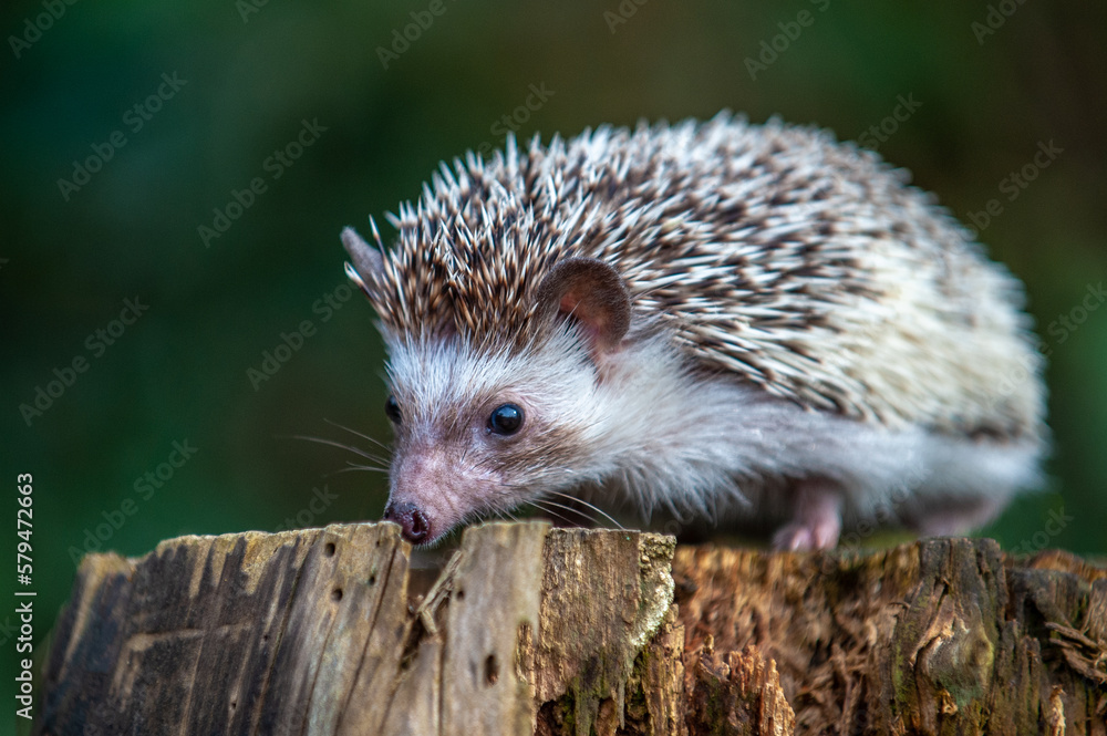 Fototapeta premium Afrikanischer Weißbauchigel