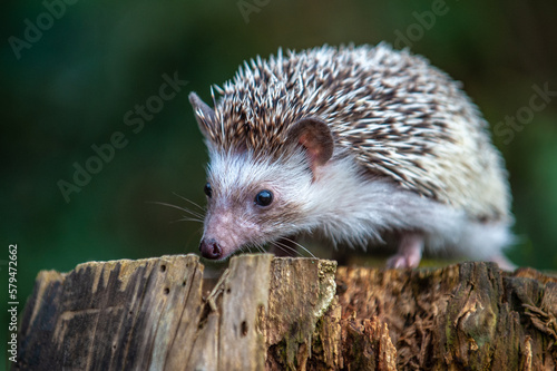 Afrikanischer Weißbauchigel