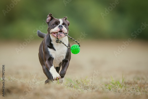 Continental Bulldog Schwarz Weiß