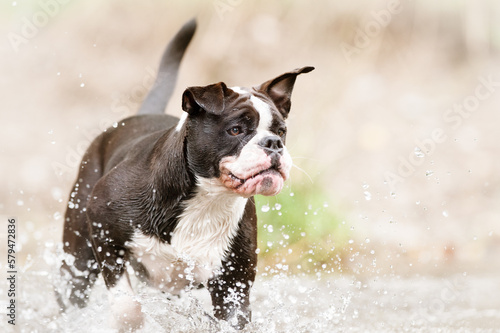 Continental Bulldog Schwarz Weiß