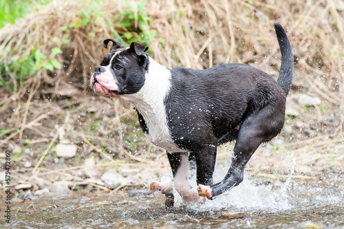 Continental Bulldog Schwarz Weiß