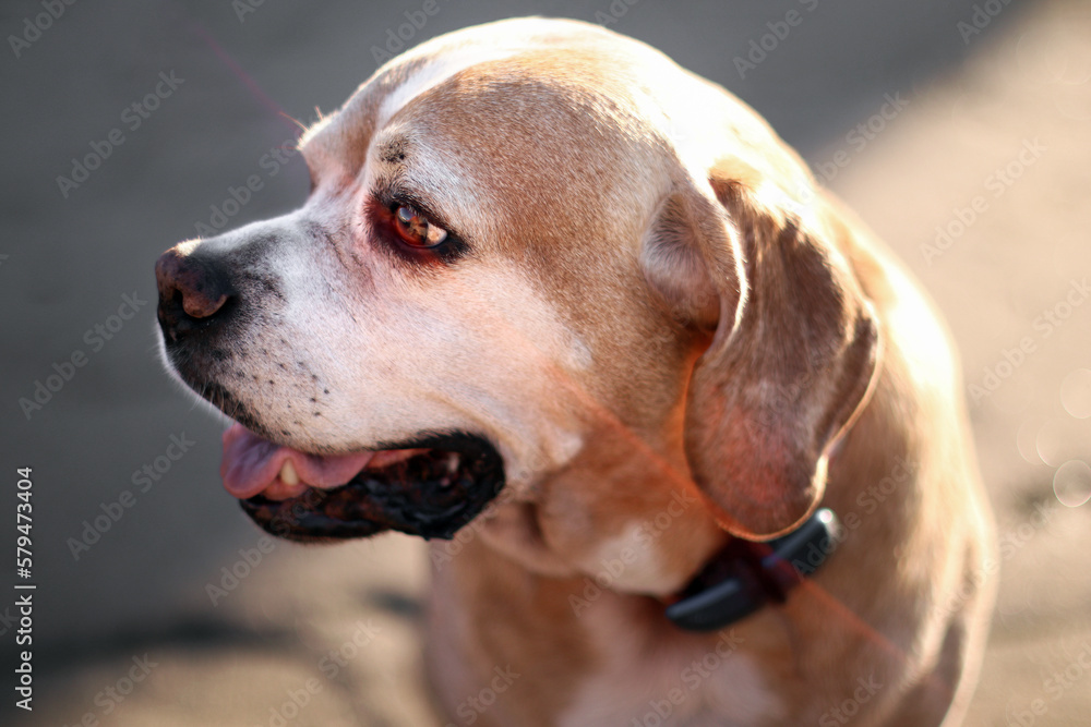 Close up of Portuguese Pointer dog. Portrait. Lens Flare