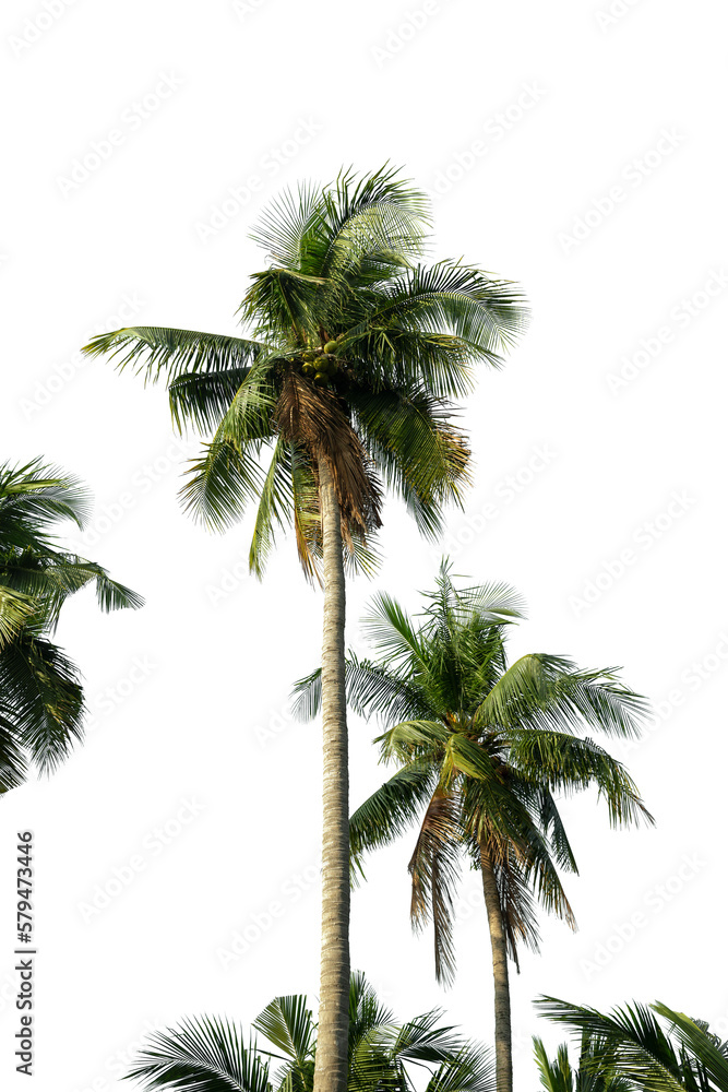 Fototapeta premium Coconut palm tree isolated on white background, Palm Tree Against White Background.