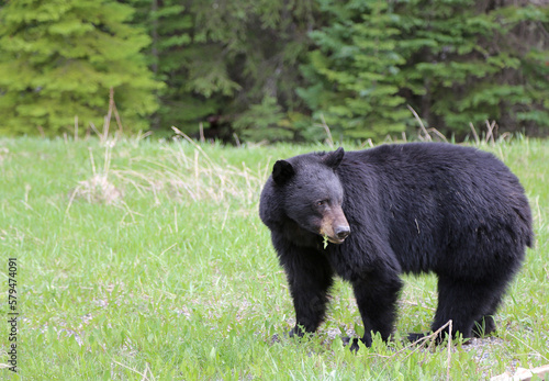 Black bear with a leaf - Canada