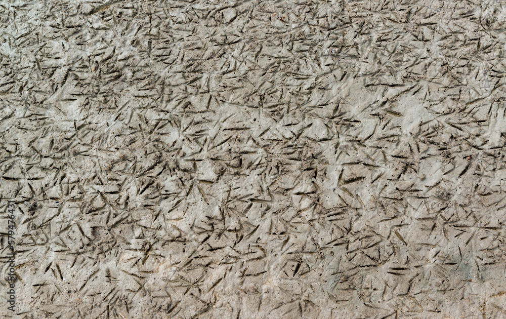 Traces of near-water birds on the muddy shore at low tide in the Tiligul Estuary Traces of near-water birds on the muddy shore at low tide in the Tiligul Estuary
