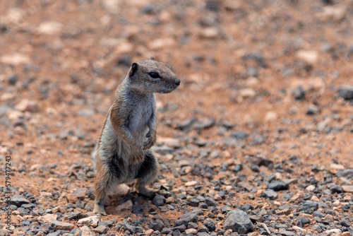 Detalle de una pequeña ardilla marrón mirando hacia un lado, sobre un suelo de tierra en Fuerteventura. Recursos naturales y fauna de Canarias photo