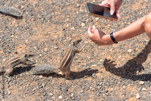 Detalle de un joven alimentando con la mano a una ardilla mientras le hace una foto con el móvil en Fuerteventura. recursos naturales de Canarias. photo