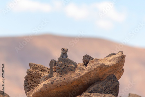 Pequeña ardilla marrón sobre una roca en un paisaje desértico y volcánico con un cielo azul claro en Fuerteventura. Recursos turísticos y naturales de Canarias photo