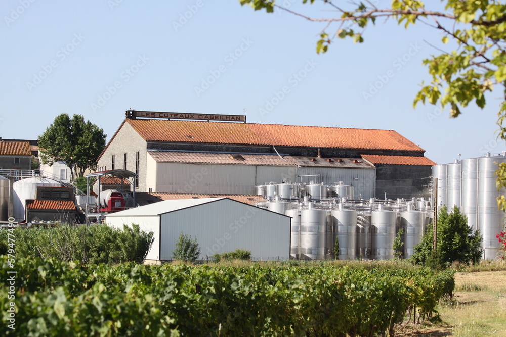 Viticulture caveau village d'Abeilhan, vignobles,  bitterois, production viticole, viticulture Hérault, champs de vignes, Occitanie, Languedoc Roussillon, Sud de la France