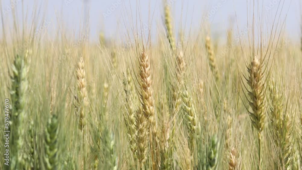 yellow and green spikes sway in wind. Beautiful blue sky in the countryside over a field of wheat. ripe cereal harvest against sky. A huge yellow field of wheat in idyllic nature in rays of afternoon yellow and green spikes sway in wind. Beautiful blue sky in the countryside over a field of wheat. ripe cereal harvest against sky. A huge yellow field of wheat in idyllic nature in rays of afternoon