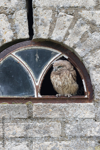 A portrait of a juvenile Little Owl in the window of an old building
