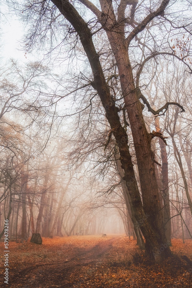 a tree on a forest path a tree on a forest path