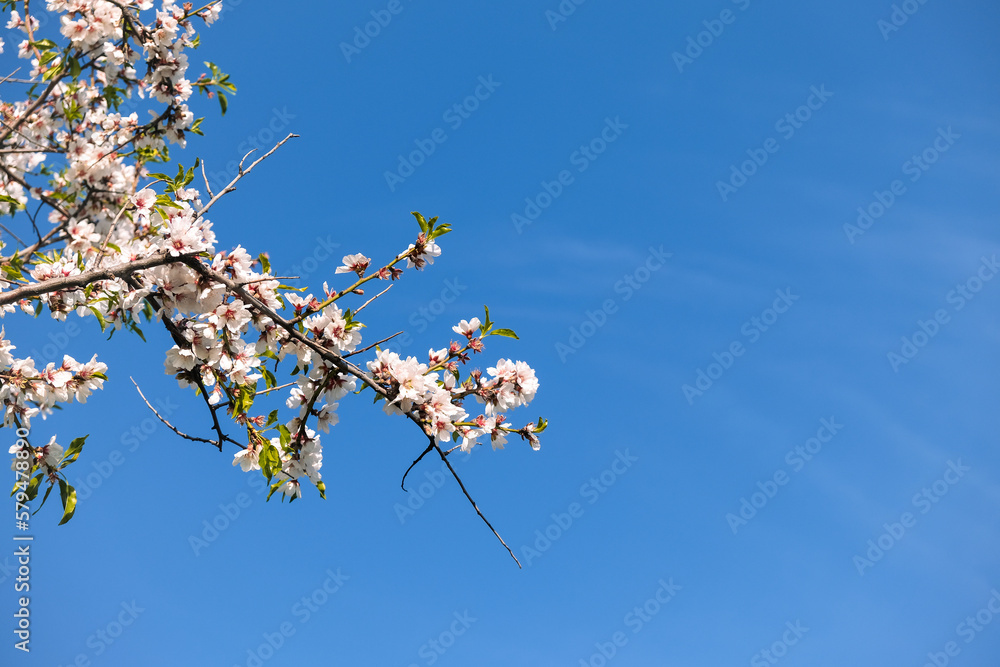 Almond tree in bloom. Spring flowers, Blossoming spring almond tree flowers on blue sky background, Copy Space. Almond tree in bloom. Spring flowers, Blossoming spring almond tree flowers on blue sky background, Copy Space.