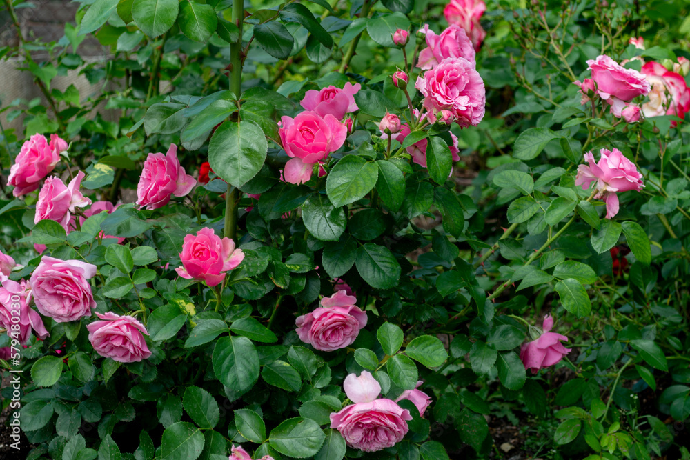 A beautiful rose bush in a summer garden on a bright day background. Bright rosebuds among dark green leaves.