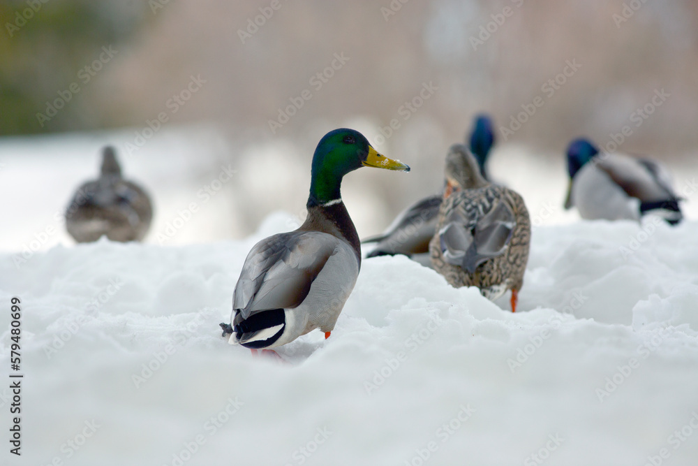 Canards colverts sur la neige en hiver. Faible profondeur de champ Canards colverts sur la neige en hiver. Faible profondeur de champ