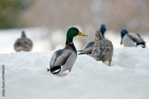 Canards colverts sur la neige en hiver. Faible profondeur de champ photo