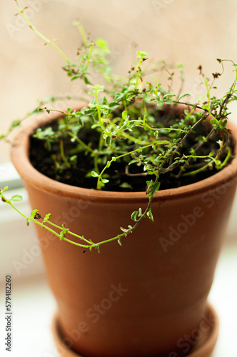 thyme in a flowerpot on the windowsill. Herbs grown in an apartment