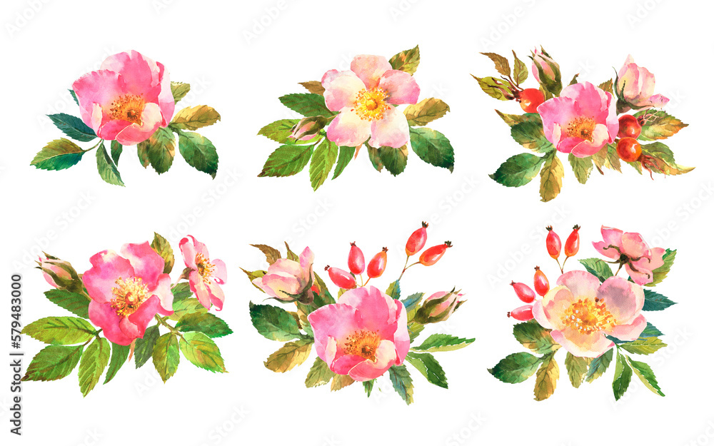 Set of Botanical wild rose flower watercolor. Watercolor bouquet of rose hip flowers, leaves and berries, hand drawn floral illustration isolated on a white background.
