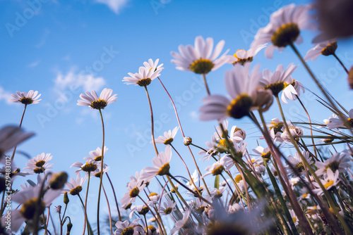 Wild daisy flowers growing on meadow, white chamomiles on blue cloudy sky background. Oxeye daisy, Leucanthemum vulgare, Daisies, Dox-eye, Common daisy, Dog daisy, Gardening concept. 