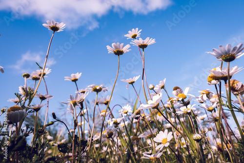 Wild daisy flowers growing on meadow, white chamomiles on blue cloudy sky background. Oxeye daisy, Leucanthemum vulgare, Daisies, Dox-eye, Common daisy, Dog daisy, Gardening concept. 