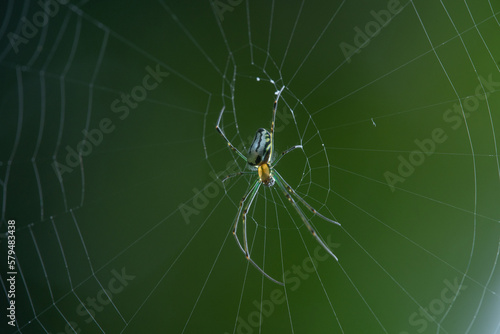 A small green orb weaver spider on its web with rim light and bokeh background 