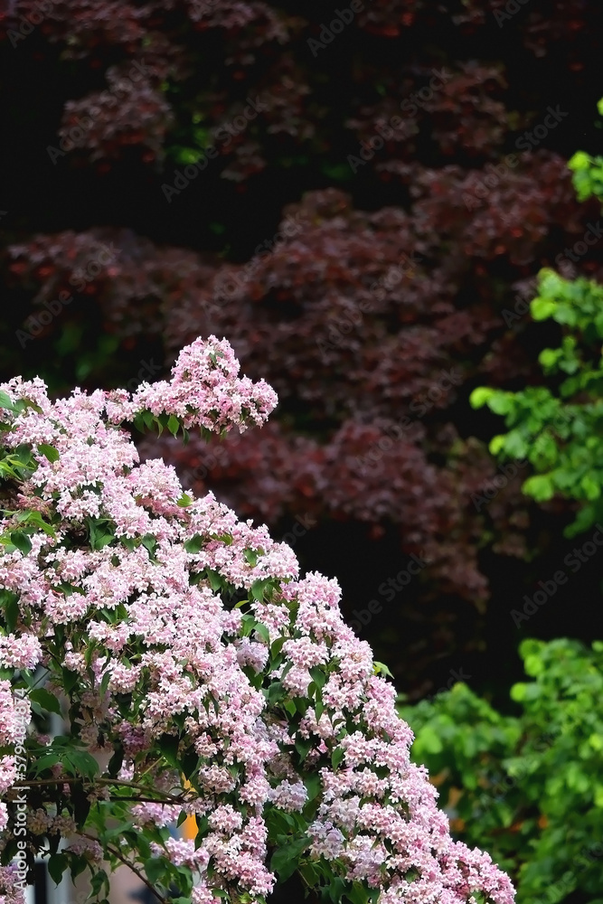Abelia bush witth light pink flowers. Selective focus. Abelia bush witth light pink flowers. Selective focus.