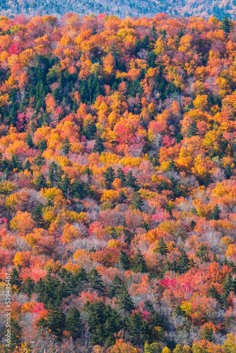 Colorful Treetops
