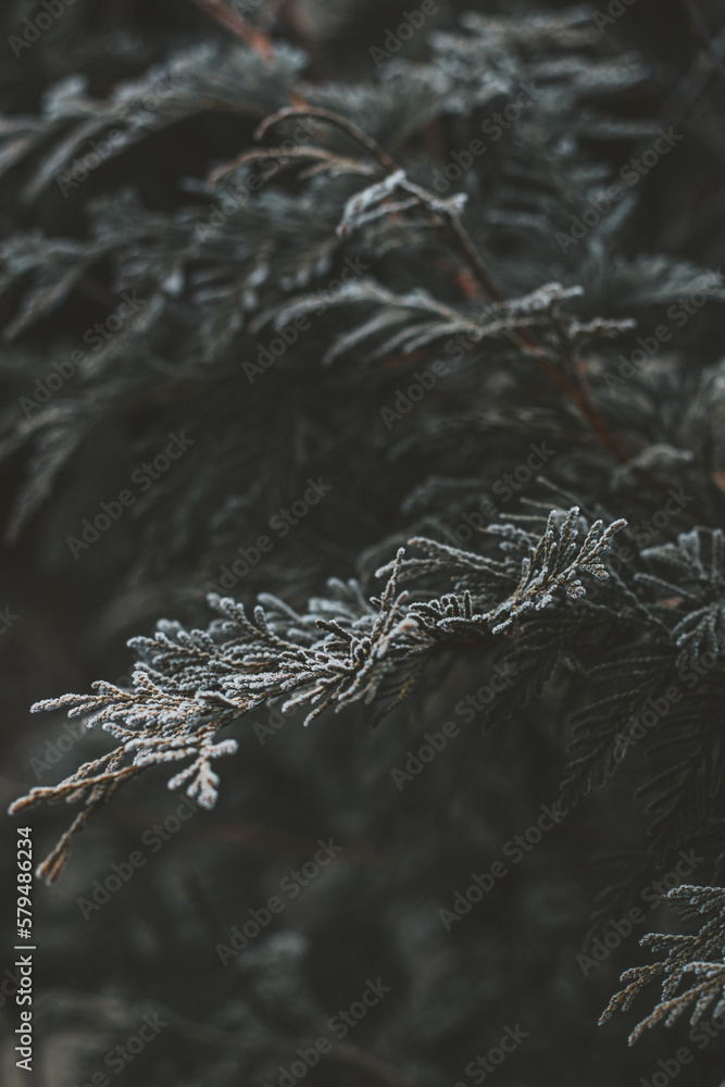Frost on the Christmas tree branch Frost on the Christmas tree branch