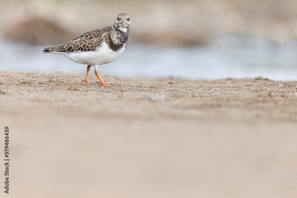 Ruddy Turnstone (Arenaria interpres) on shore. Ruddy Turnstone (Arenaria interpres) on shore.