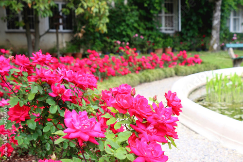 Cottage with rustic window and wall covered with vine. Pink roses growing in the garden. Selective focus.