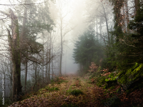 Forest track in a dark foggy forests
