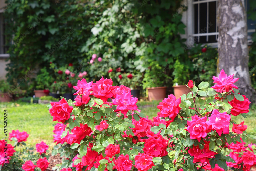 Cottage with rustic window and wall covered with vine. Pink roses growing in the garden. Selective focus.